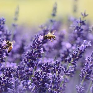 Consulente Lavanda del Lago