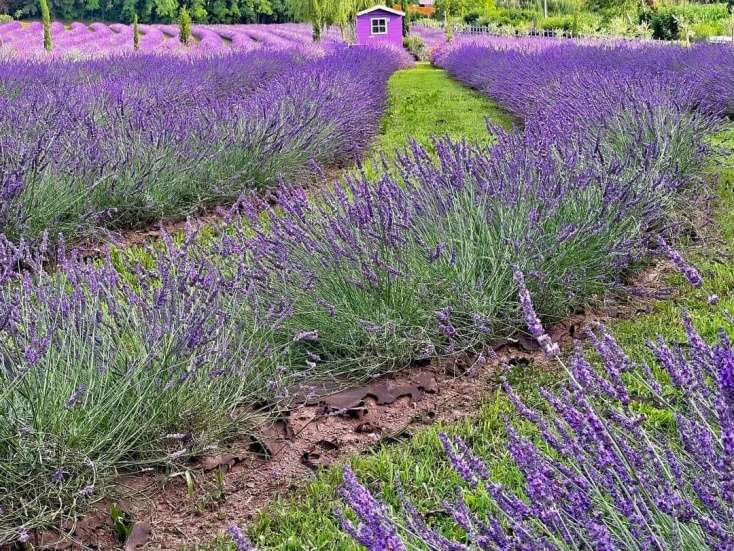 Coltivazione lavanda