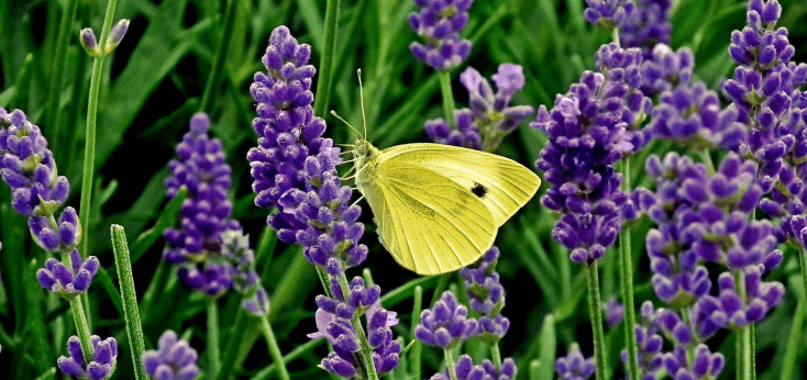 Prodotti Lavanda del Lago