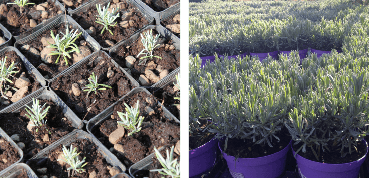Coltivazione della lavanda