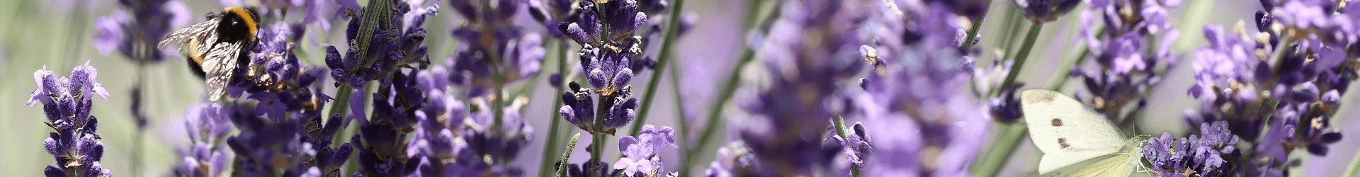 Proprietà della Lavanda