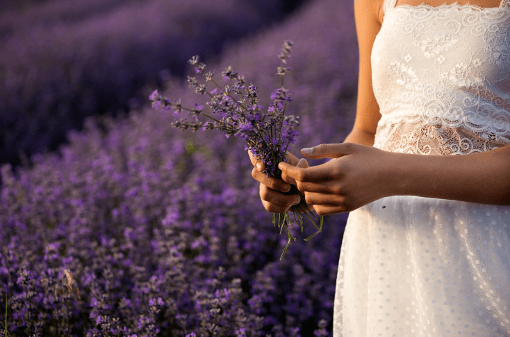 La Lavanda nel Linguaggio dei Fiori