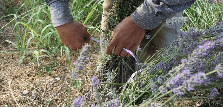 Raccolta della lavanda